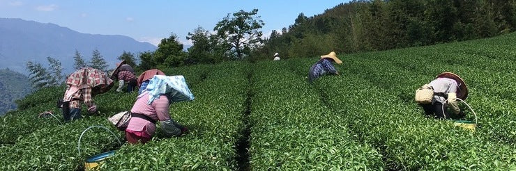 Lalashan Light Roast High Mountain Oolong Tea | Eco-Cha Tea Club