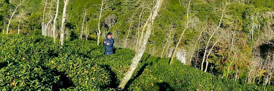 Shan Lin Xi High Mountain Oolong Tea | Eco-Cha Tea Club