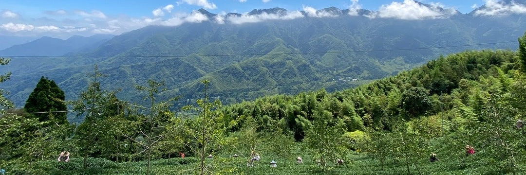 Shan Lin Xi High Mountain Oolong Summer 2022 | Eco-Cha Teas