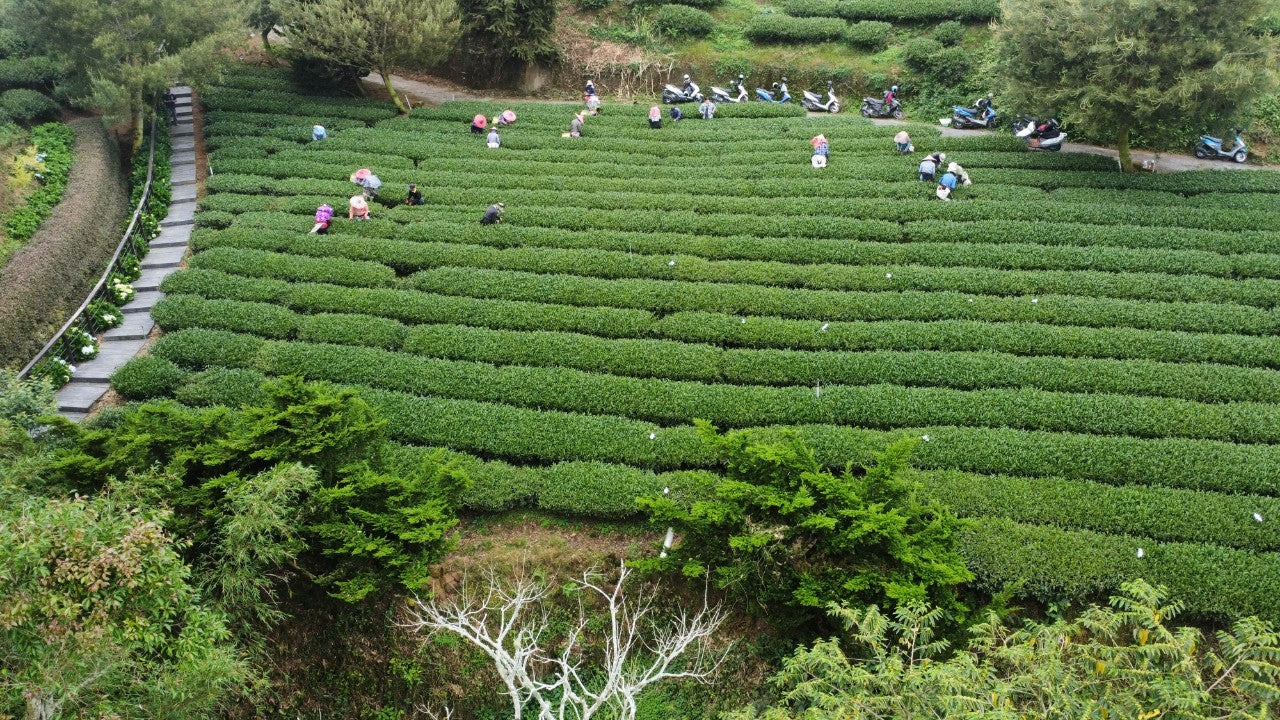 Alishan High Mountain Oolong Tea