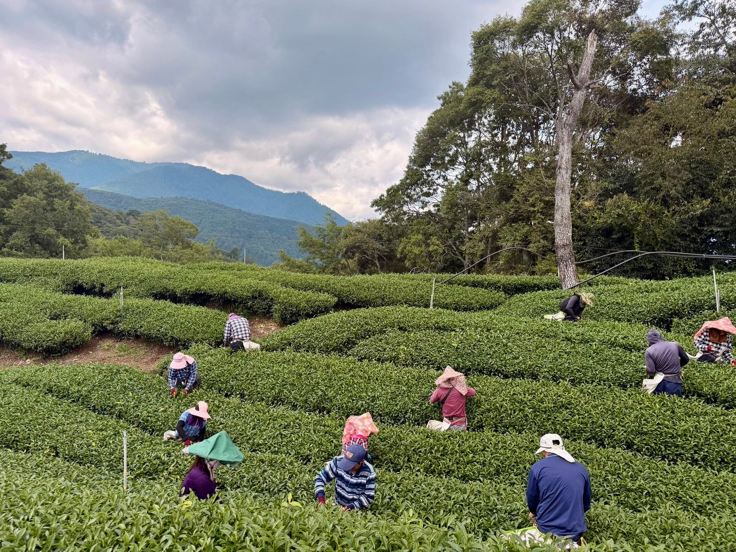 Li Shan High Mountain Oolong Tea