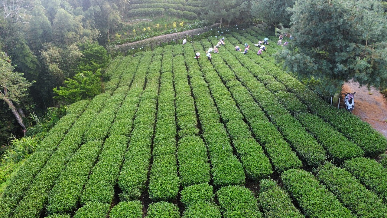 Alishan High Mountain Oolong Tea