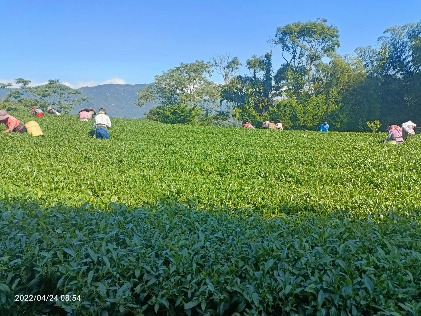 Eco-Cha Tea Club