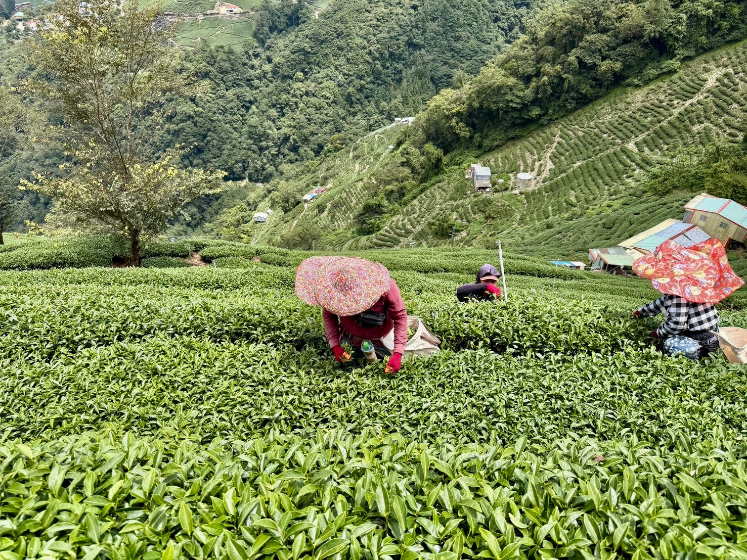 Li Shan High Mountain Oolong Tea