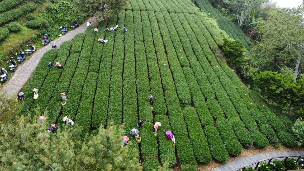 Alishan High Mountain Oolong Tea