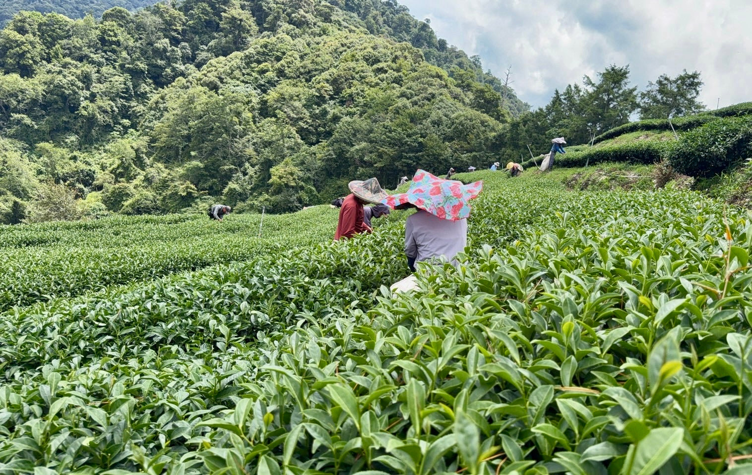 Li Shan High Mountain Oolong Tea