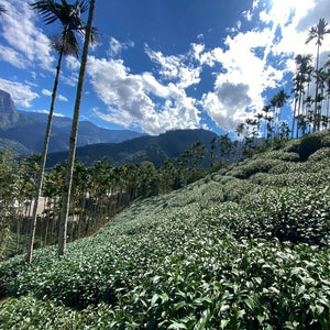 Tea plants used to make Alishan High Mountain Oolong tea alongside betelnut trees, in the mountains Alishan region in Taiwan under a blue sky.