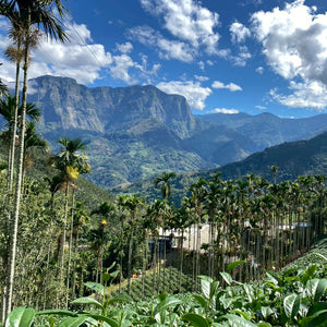 Alishan High Mountain Jin Xuan Oolong Tea field in Taiwan
