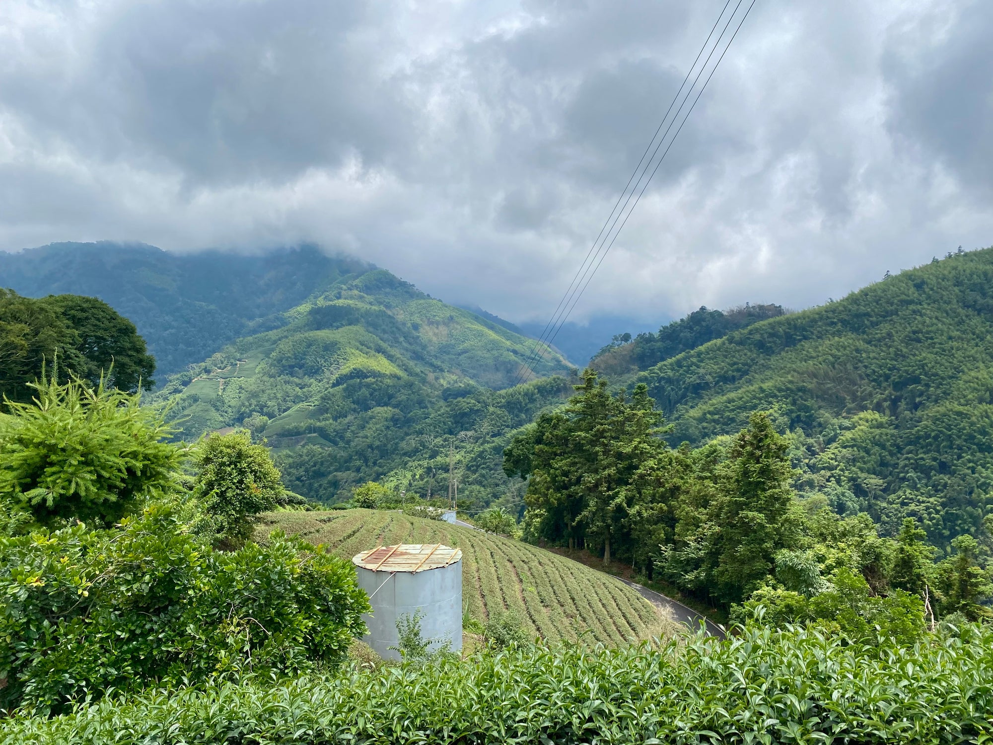 Alishan High Mountain Jin Xuan Oolong Tea