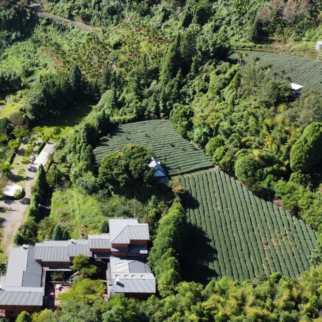 Alishan High Mountain Oolong Tea