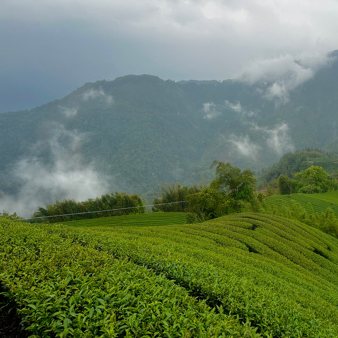 Alishan High Mountain Oolong Tea