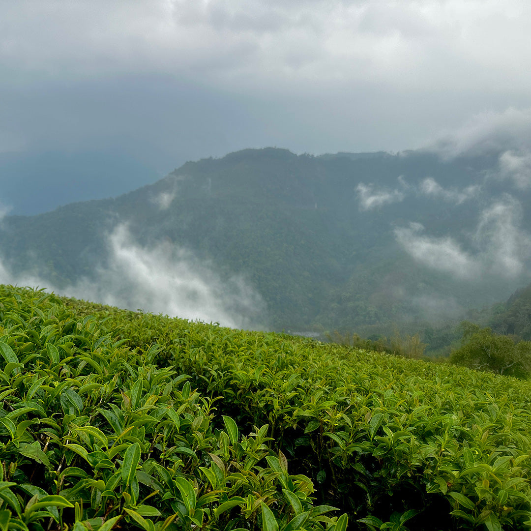 Alishan High Mountain Oolong Tea