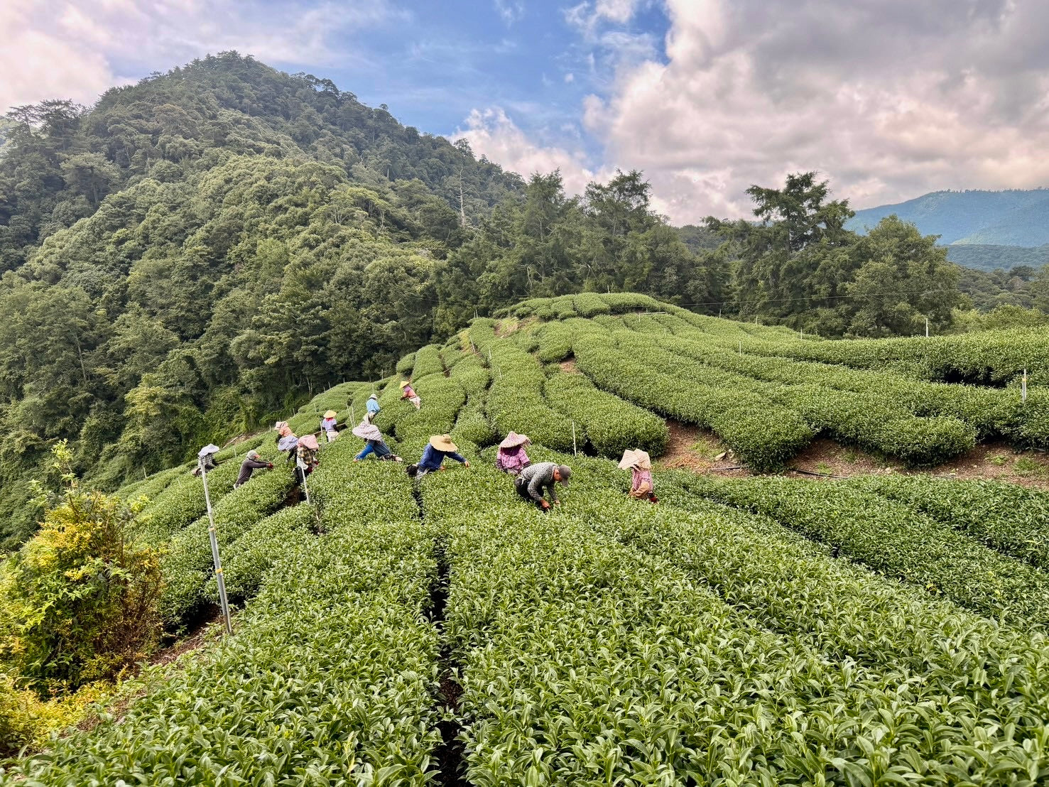 Li Shan High Mountain Oolong Tea