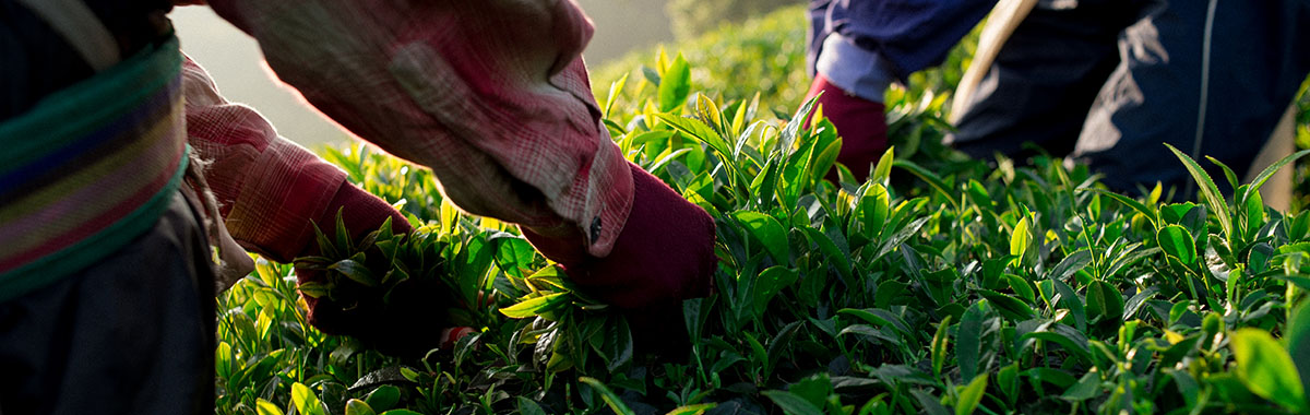 Eco-Cha Tea Club tea pickers picking tea in a verdant tea field