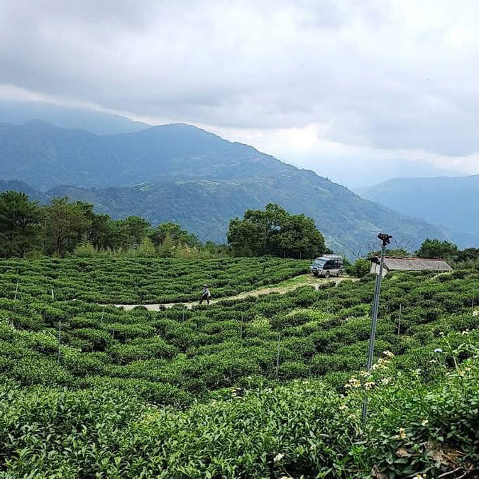 Taiwan High Mountain Tea field in the Hehuanshan region