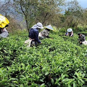 Taiwan High Mountain Tea field in the Hehuanshan region with tea pickers
