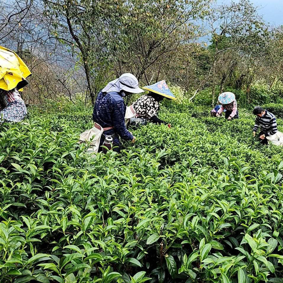 Taiwan High Mountain Tea field in the Hehuanshan region with tea pickers