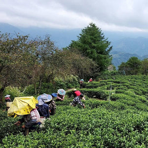 Taiwan High Mountain Tea field in the Hehuanshan region with tea pickers in the field