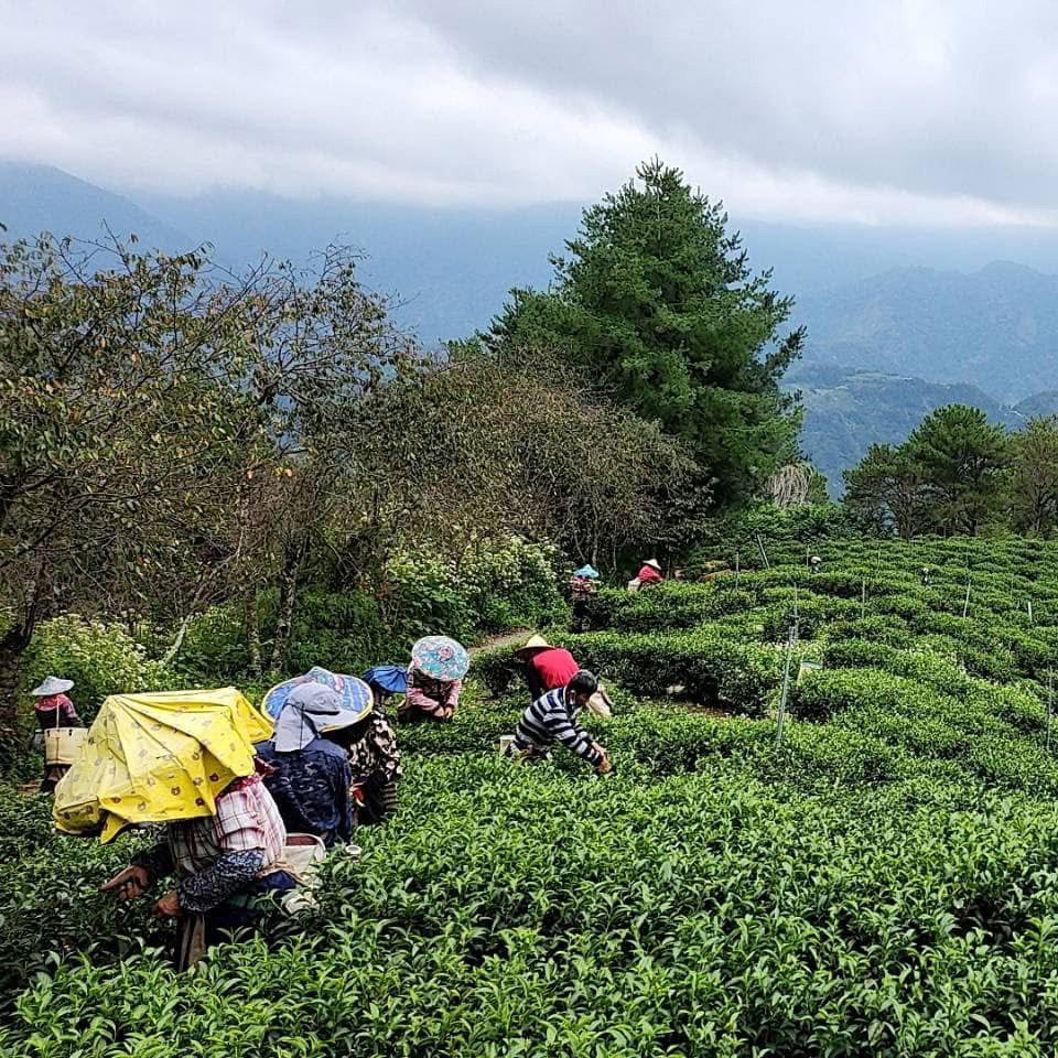 Taiwan High Mountain Tea field in the Hehuanshan region with tea pickers in the field
