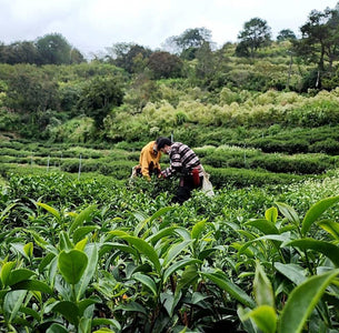 Harvesting tea in the Taiwan high mountain tea region