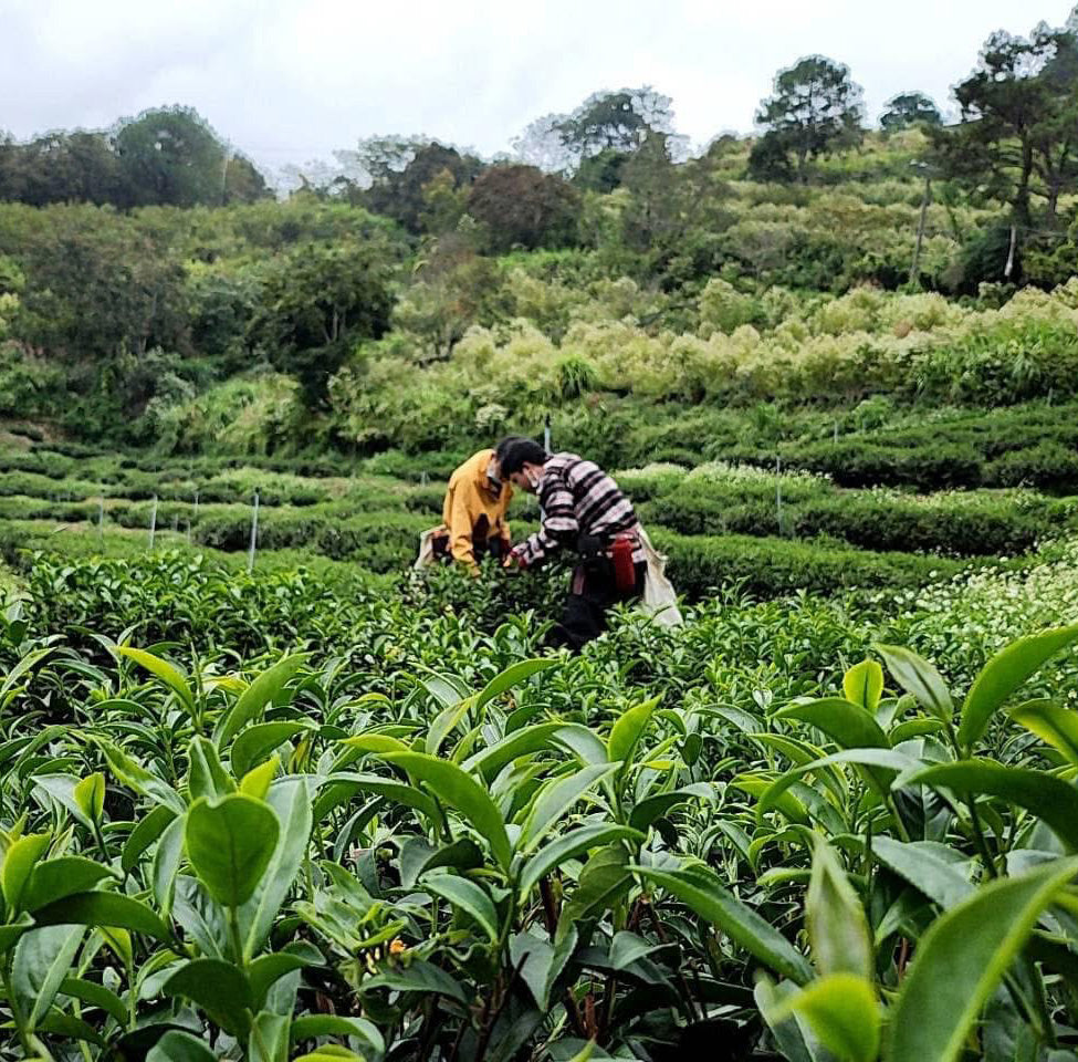 Harvesting tea in the Taiwan high mountain tea region