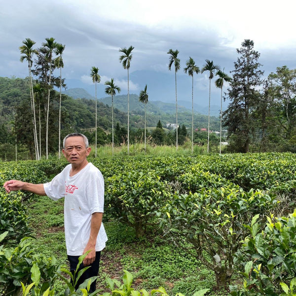 Eco-Farmed Red Jade Black Tea | Eco-Cha Teas