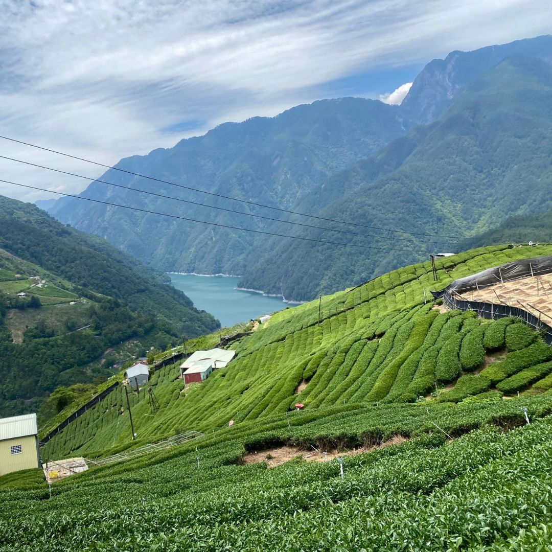 Li Shan high mountain tea field overlooking reservoir 
