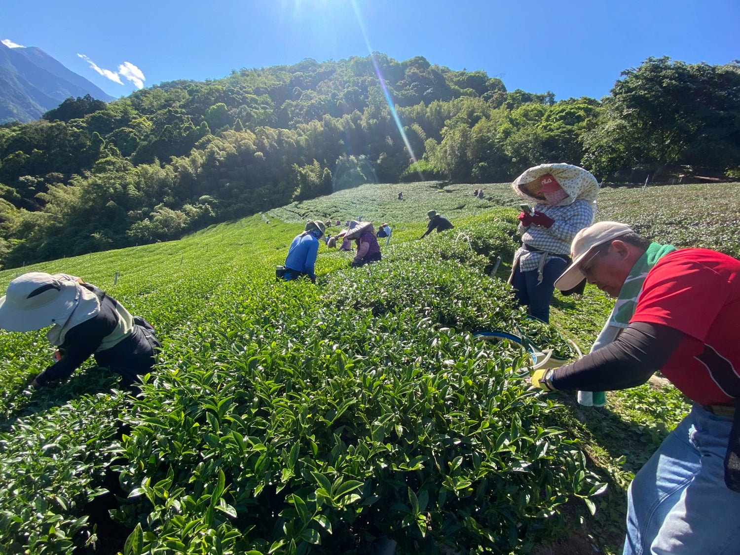 A 25-Year Journey to the Perfect Oolong