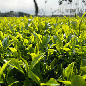 Red Jade Black Tea leaves in the field