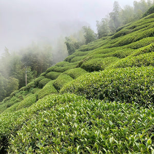 Taiwan Shan Lin Xi High Mountain Oolong Tea field with mountain mist in distance
