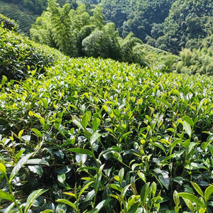 Taiwan Shan Lin Xi High Mountain Oolong Tea field close-up of lush green tea leaves ready for picking