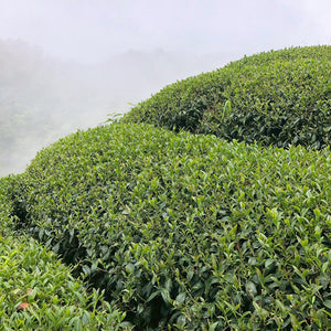 Tea bushes in a Taiwan Shan Lin Xi High Mountain Tea field  with a misty background