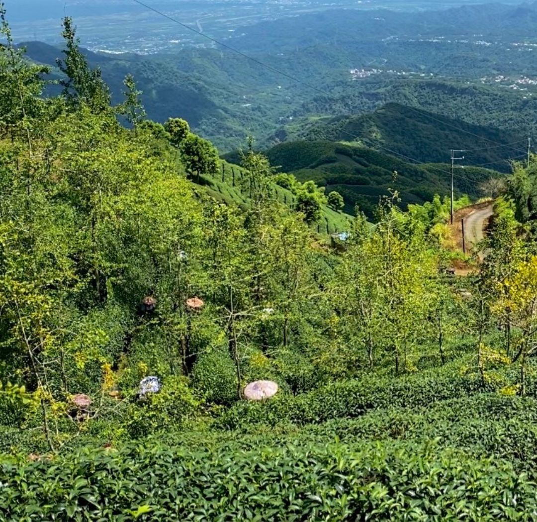 Shan Lin Xi High Mountain Oolong Tea