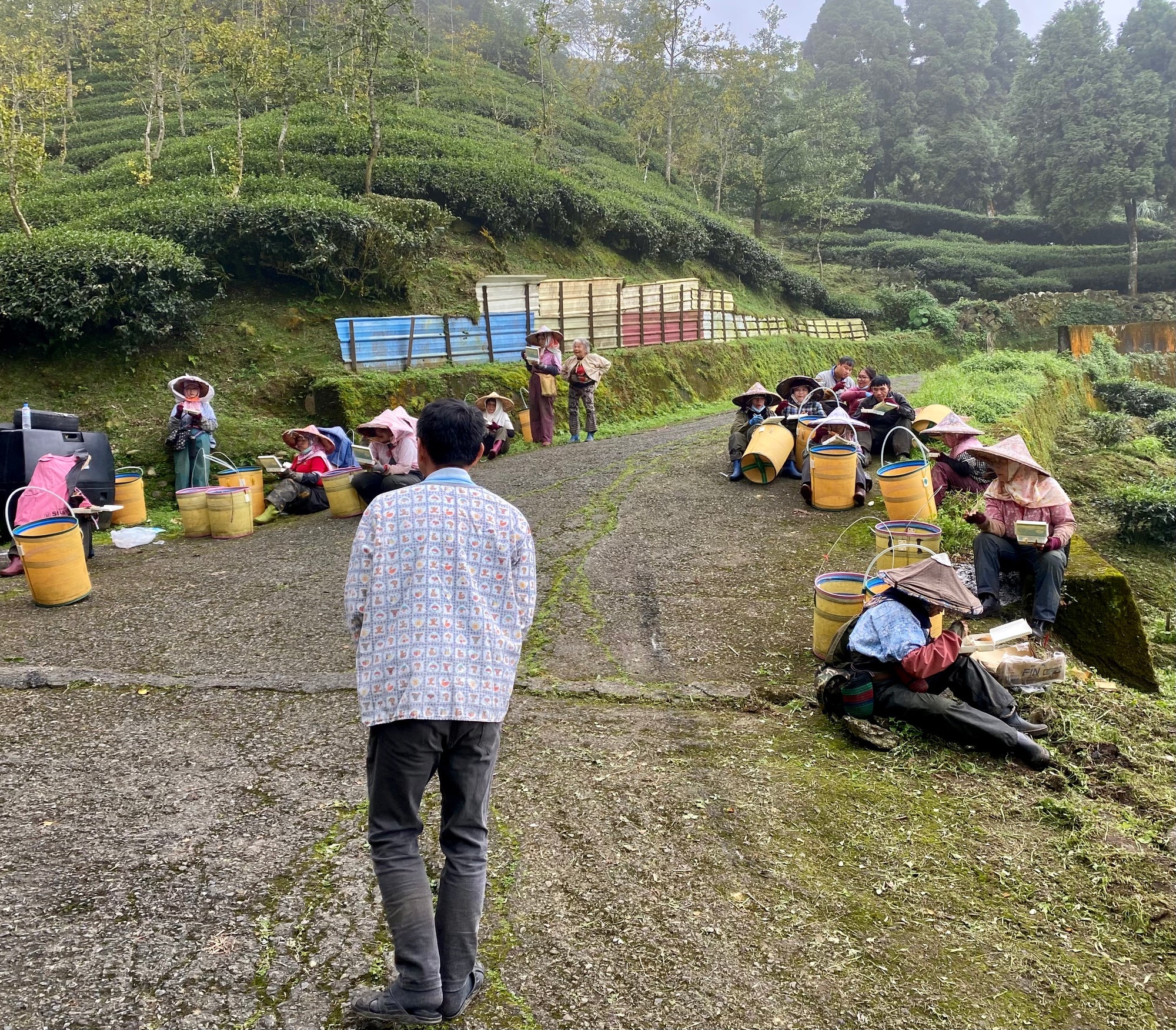 Shan Lin Xi High Mountain Oolong Tea