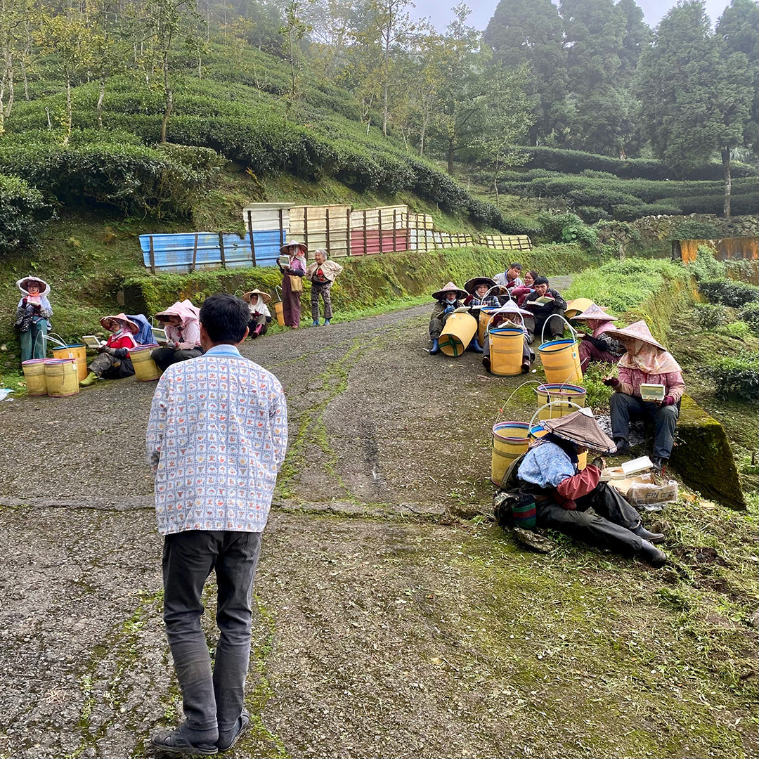 Shan Lin Xi High Mountain Oolong Tea