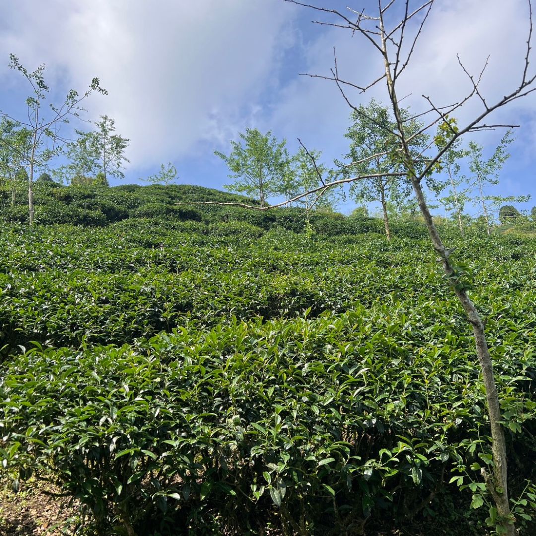 Taiwan Shan Lin Xi High Mountain Oolong Tea Field with small trees interspersed