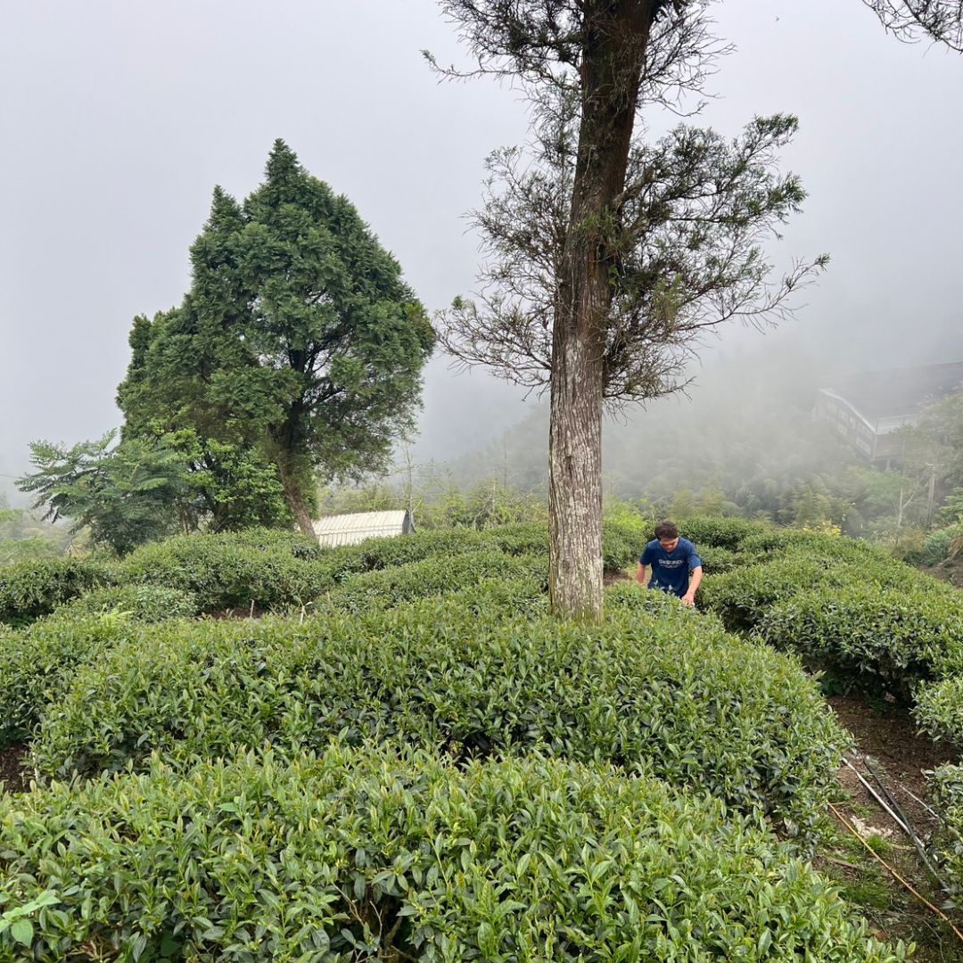 Mist enshrouding a Taiwan Shan Lin Xi High Mountain Oolong Tea field with cedar trees showing.