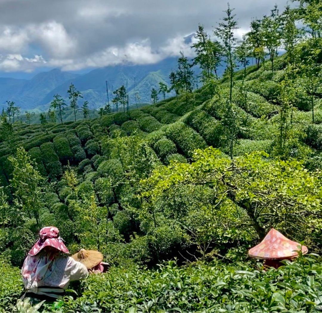 Shan Lin Xi High Mountain Oolong Tea