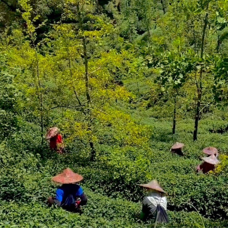 Shan Lin Xi High Mountain Oolong Tea | Eco-Cha Teas