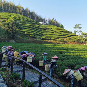 Tea harvesters with straw hats carrying wicker baskets on their shoulders are all lined up as they harvest Taiwan Alishan High Mountain Oolong Tea. In the background, lush green tea trees line the slope of a hill that rises to meet a ridge of tall, densely grown bamboo.