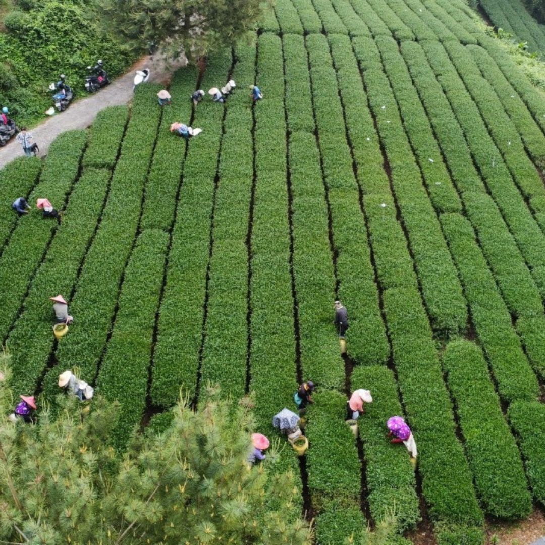 Drone shot from above of Taiwan Alishan High Mountain Jin Xuan Oolong Tea  being harvested in the field.