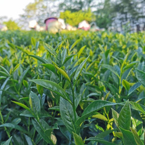Closeup of the tender fresh growth at the tip of tea plants in the Taiwan Alishan High Mountain Tea region.