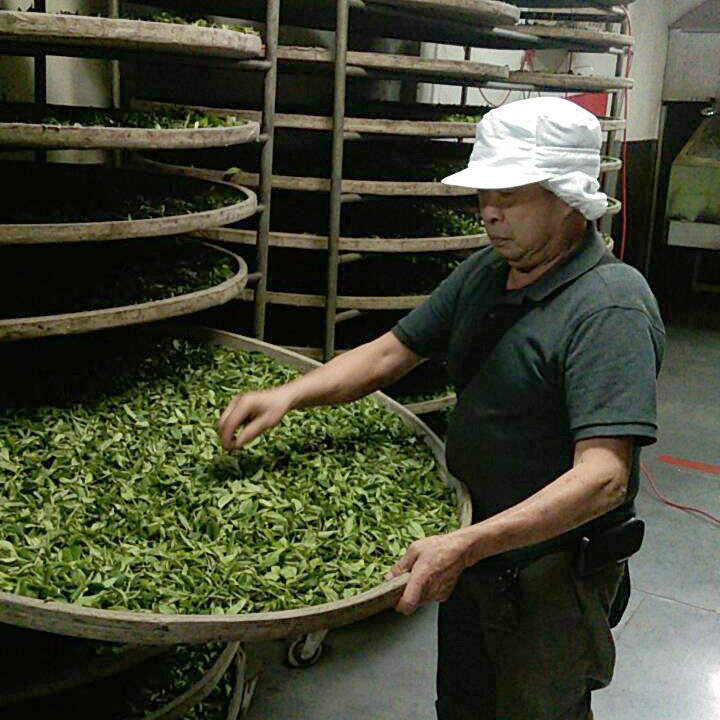 Bi Luo Chun Green Tea factory in Taiwan