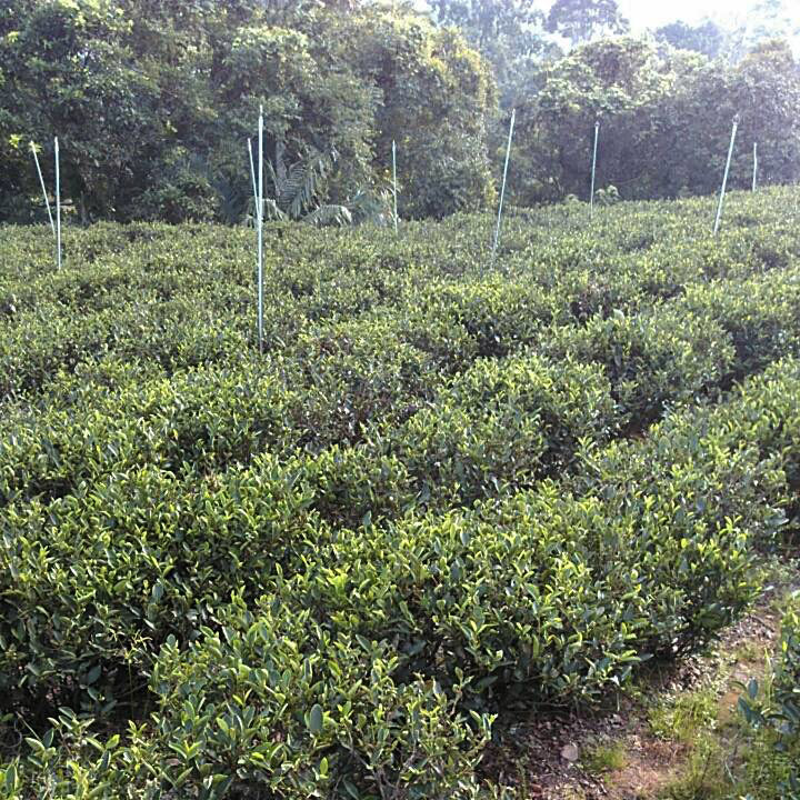 Bi Luo Chun Green Tea field