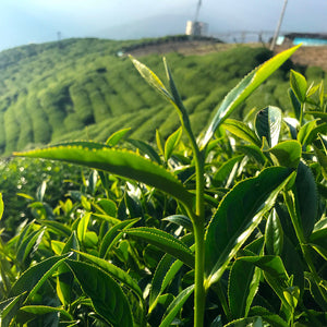 Lishan High Mountain Oolong Tea field