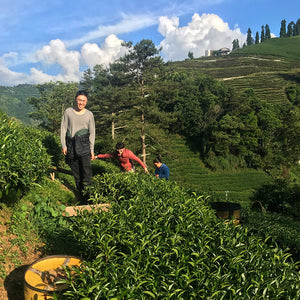 Lishan High Mountain Oolong Tea harvesting