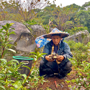 Farmer of Eco-Cha Tea's Eco-Farmed High Mountain Oolong Tea
