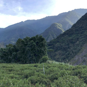 Eco-Farmed High Mountain Oolong Tea tea field in Taiwan