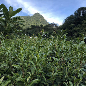 Tea plants at the source of Eco-Cha Teas Eco-Farmed High Mountain Oolong Tea