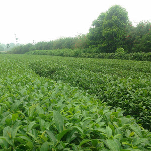 Lush green sea tea plants in a tea field in Taiwan
